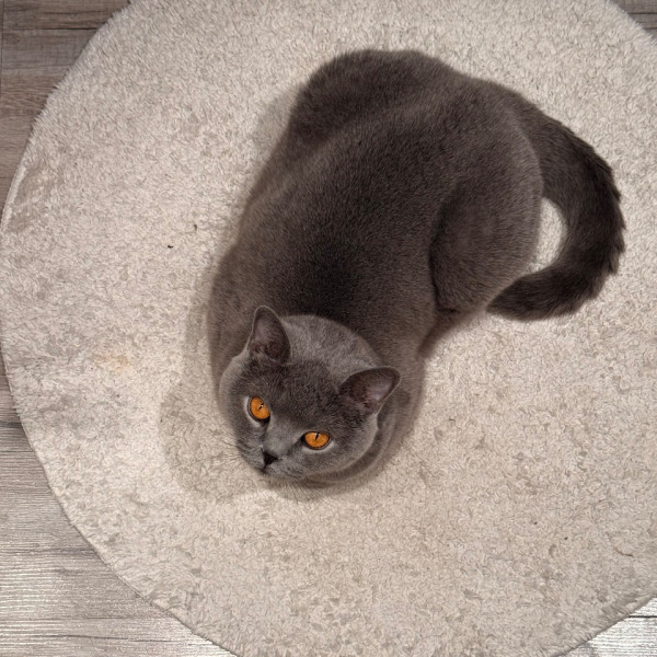 Sibella