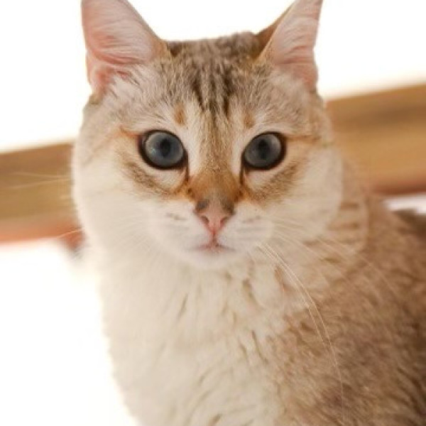 Photo de Gnocchi
