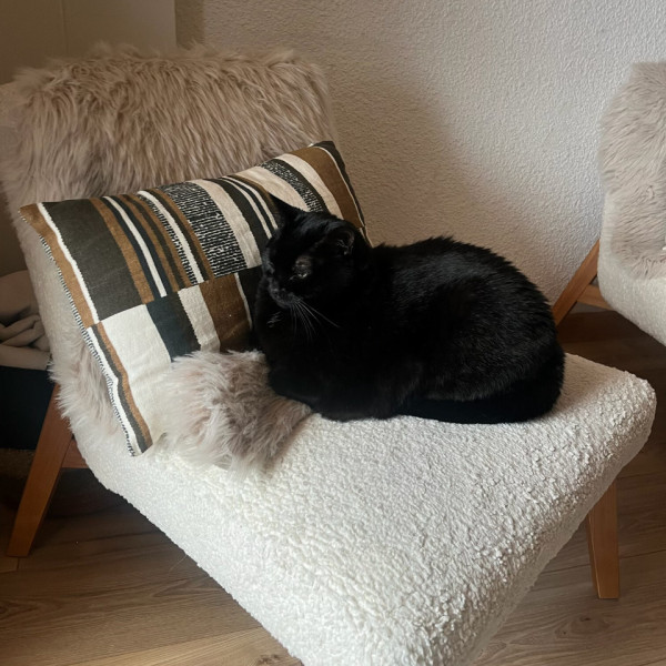Bagheera