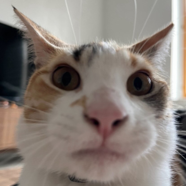 Photo de Jojo