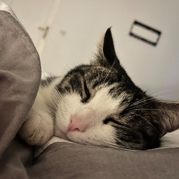 Photo de Shadow