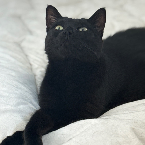 Photo de Salem