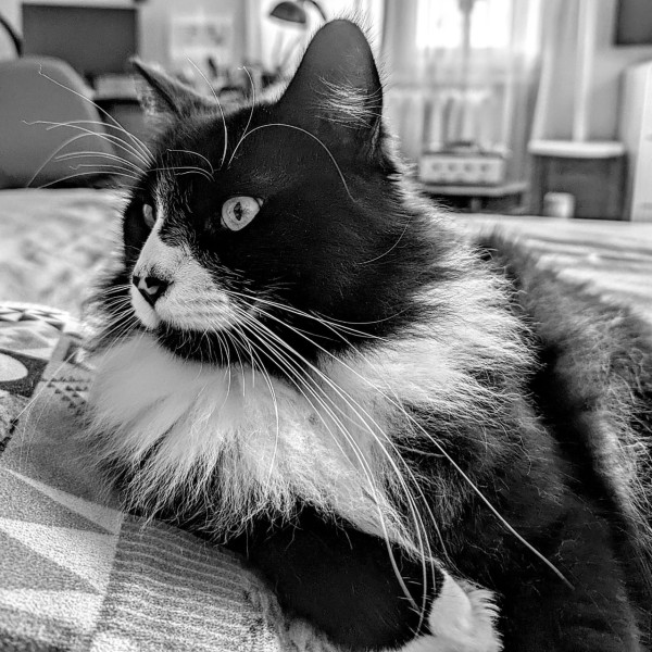 Figaro