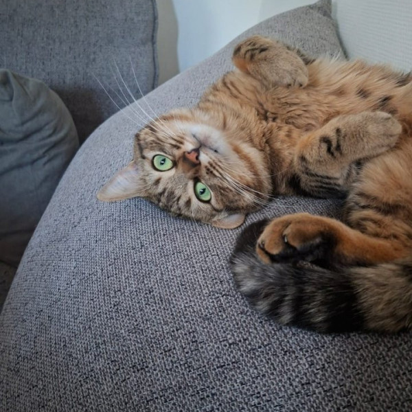 Milou