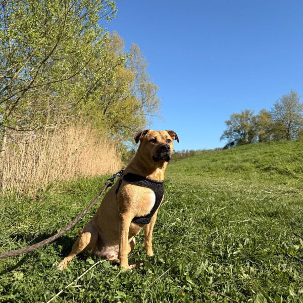 Simba