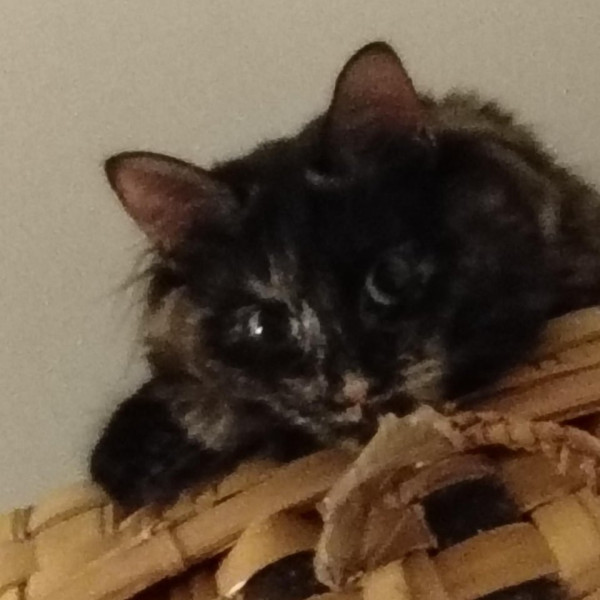 Photo de NALA
