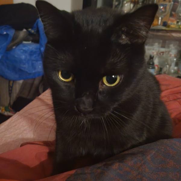 Benito