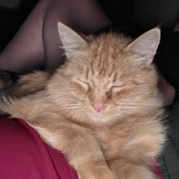 Photo de Yoda