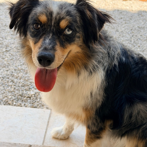 Photo de Nala