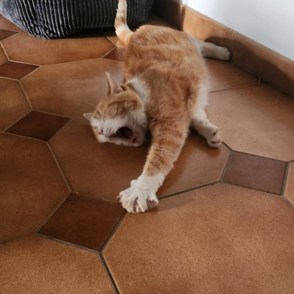 Garfield