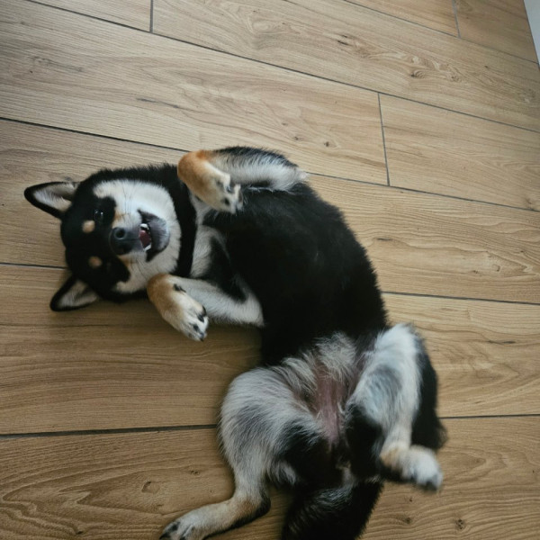 Aïko