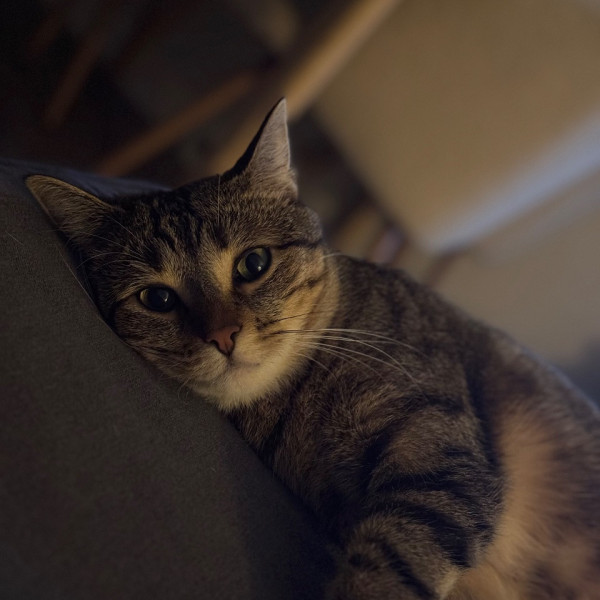 Kiara