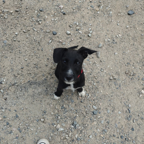 Photo de Balto