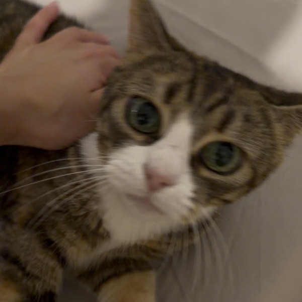 Mimi