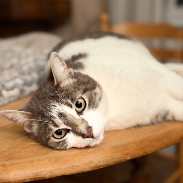 Photo de Bretzel