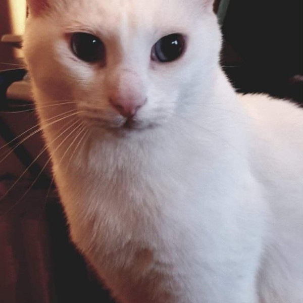 Photo de PEPSI