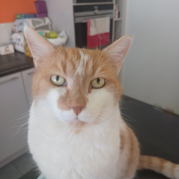 Photo de Mojito