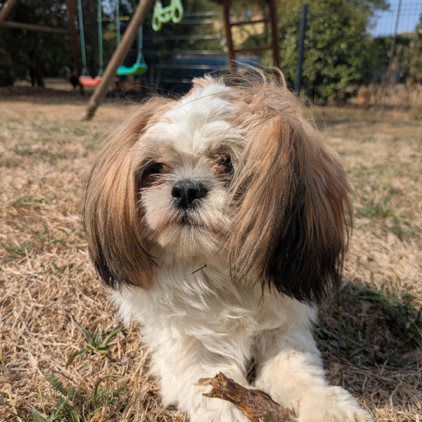 Photo de Biscotte