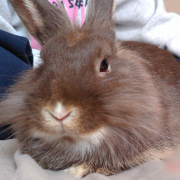 Photo de Bibble
