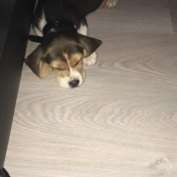 Milo