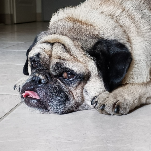 Photo de Rocky