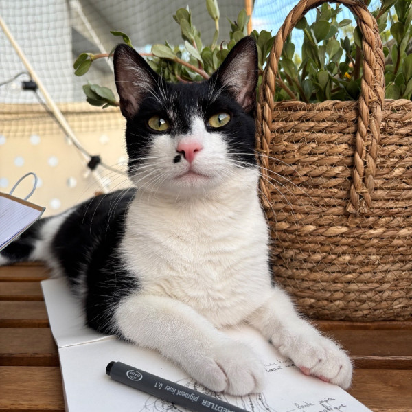 Jiji