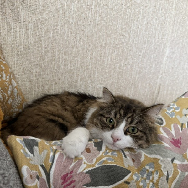 Gizmo