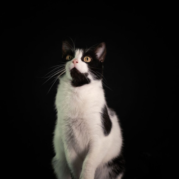 Sasako
