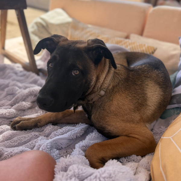 Photo de BALOU