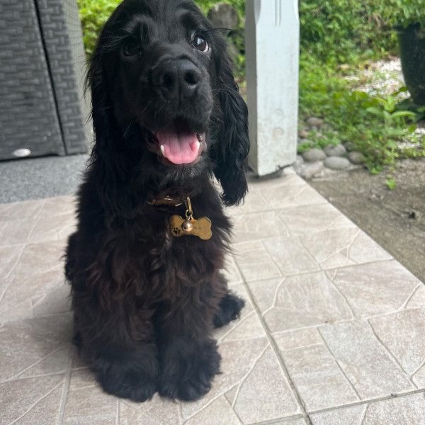 Baloo