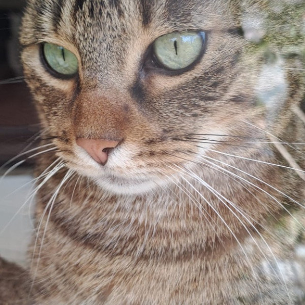 Poupou
