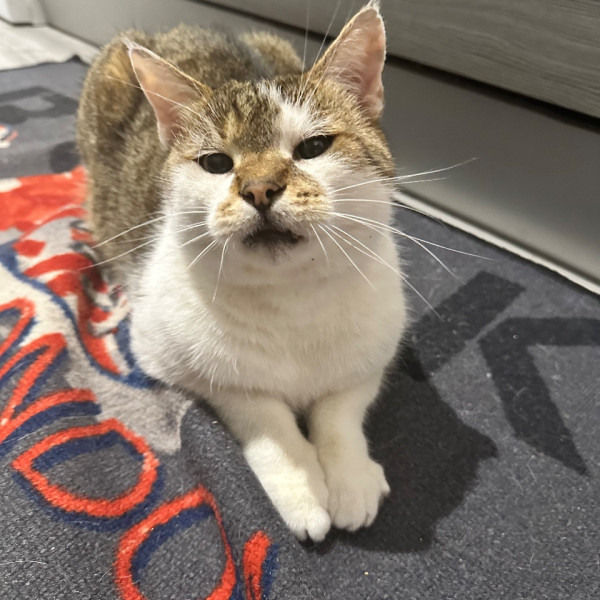 Photo de Chatouille