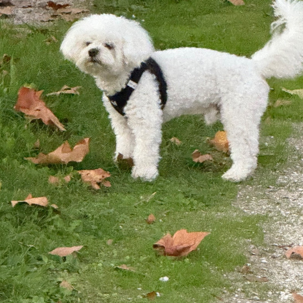 Photo de Pepsi
