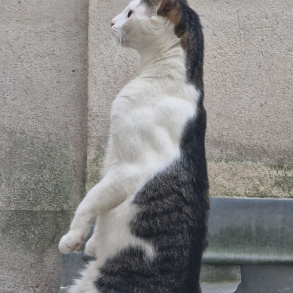 Melly
