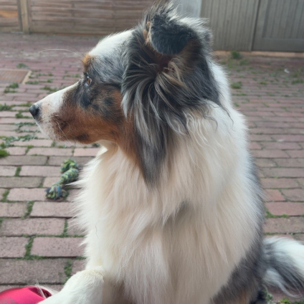 Bella