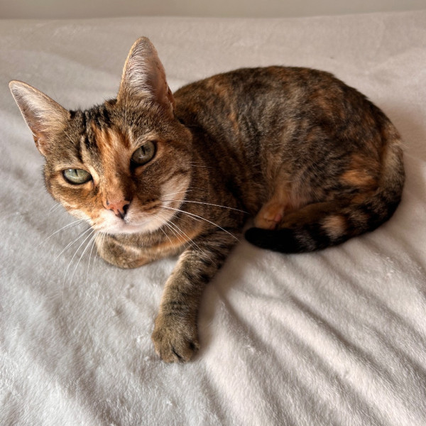 Photo de Noisette