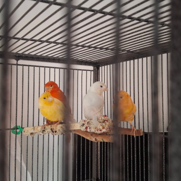 Coco/Flash/Zuma/Loyd