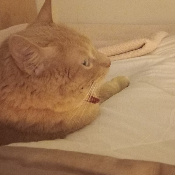 Ponyo