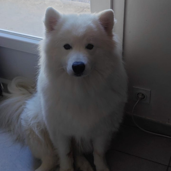 Photo de Volt