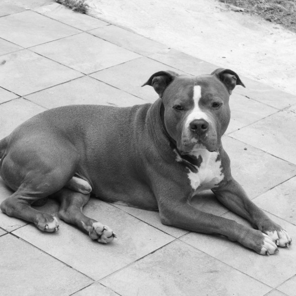 Attila
