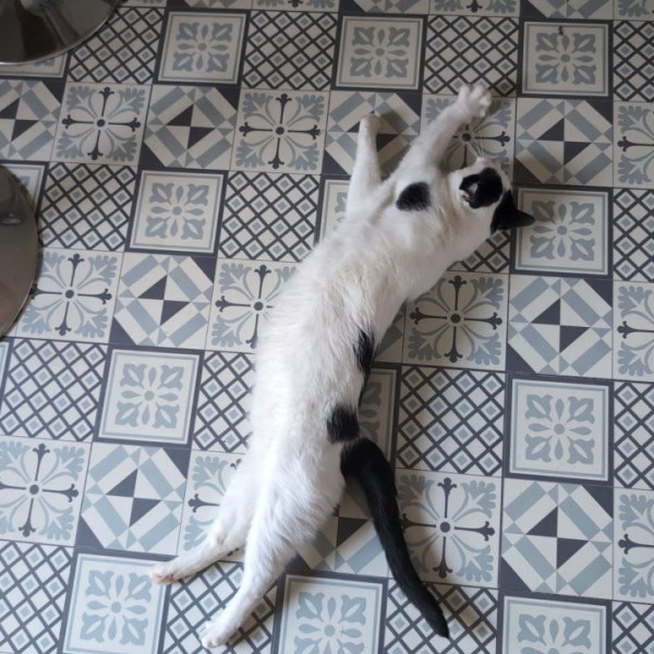 Photo de Tango