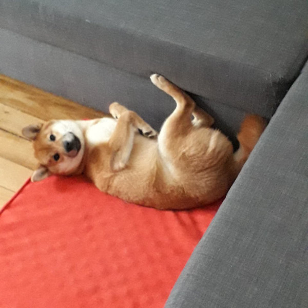 Photo de Zucchi