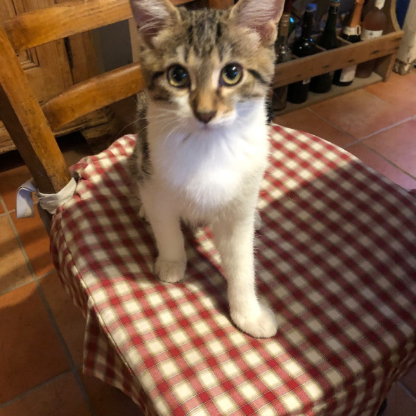 Photo de Pepito