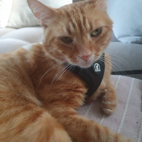 Photo de Scooby