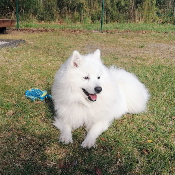 Photo de Snow