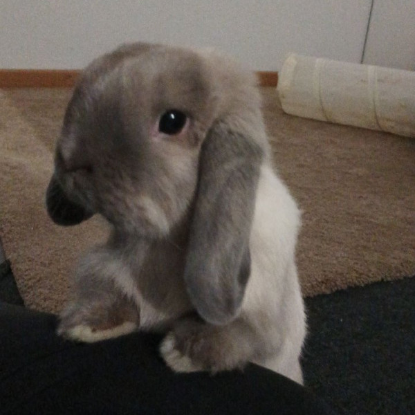 Kiko