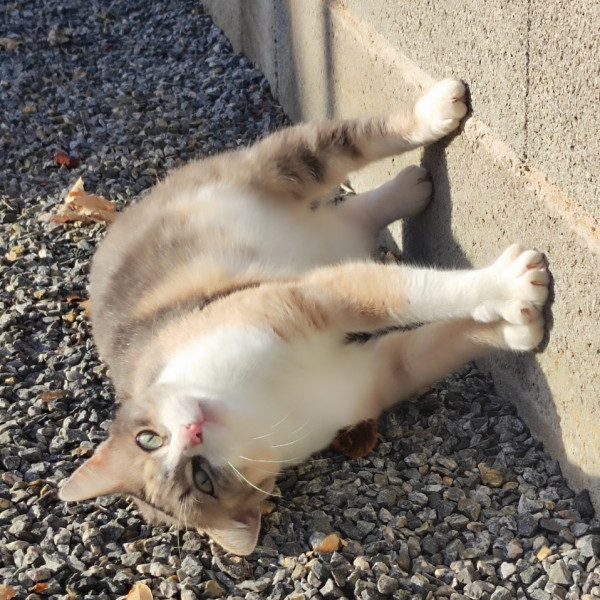 Mushi