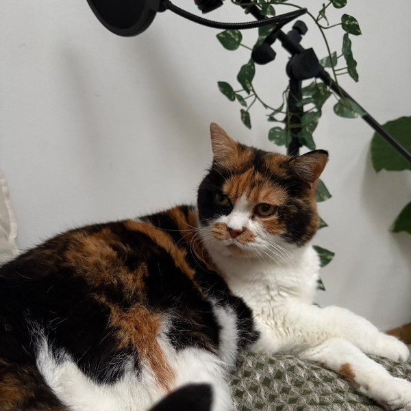 Pepita