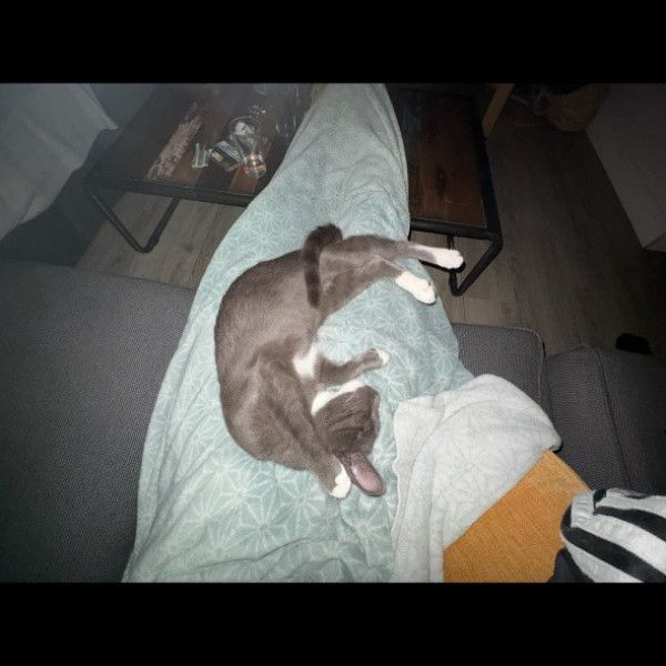 Alfred