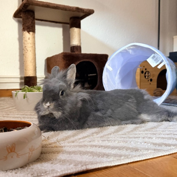 Dewey